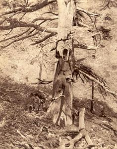 TENIET FORET DE TENIET EL HAD LA SULTANE